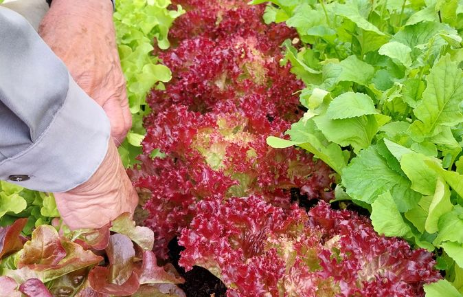 Hände bei der Ernte von rotem und grünem Salat im Hochbeet