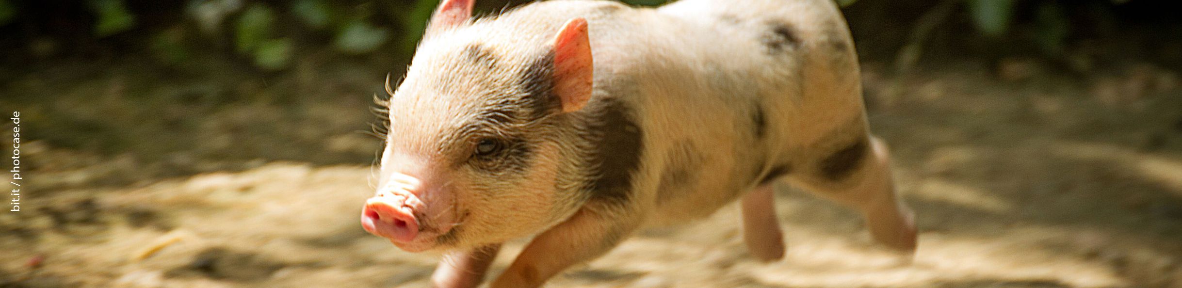 Junges rosa-schwarzes Ferkel springt über sandigen Boden