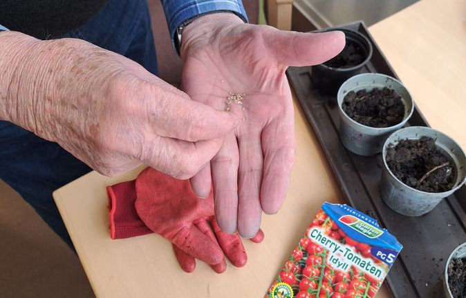 Hand hält Tomatensamen über Anzuchttöpfen