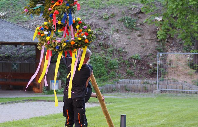 Person stellt geschmückten Maibaum mit bunten Bändern auf