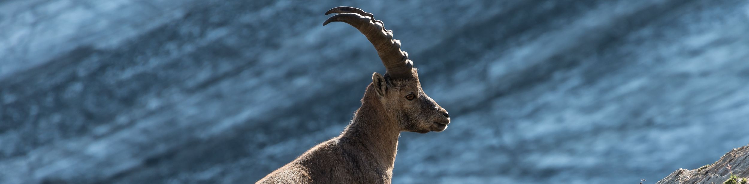 Alpensteinbock mit gebogenen Hörnern auf steilem Felsabhang